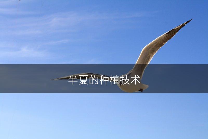 半夏的种植技术(图1)