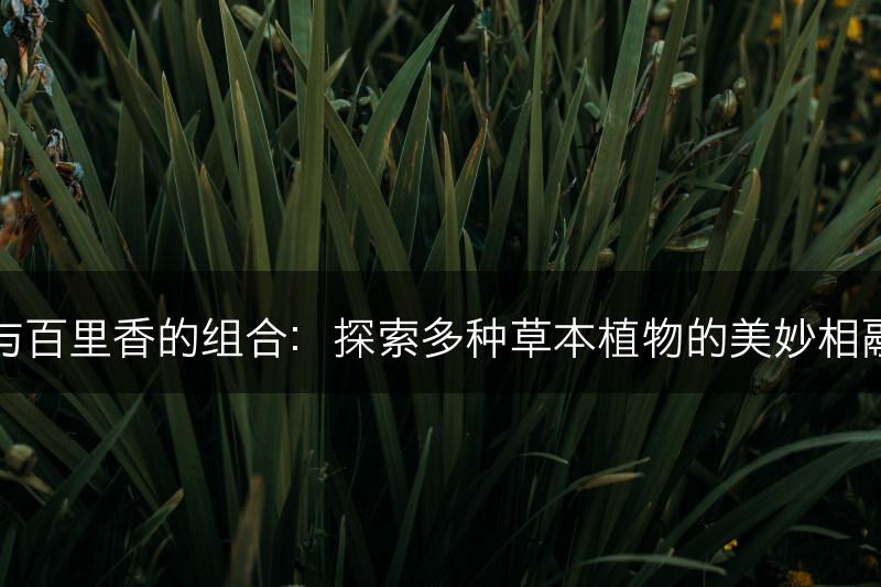 薰衣草与百里香的组合：探索多种草本植物的美妙相融与差异(图1)