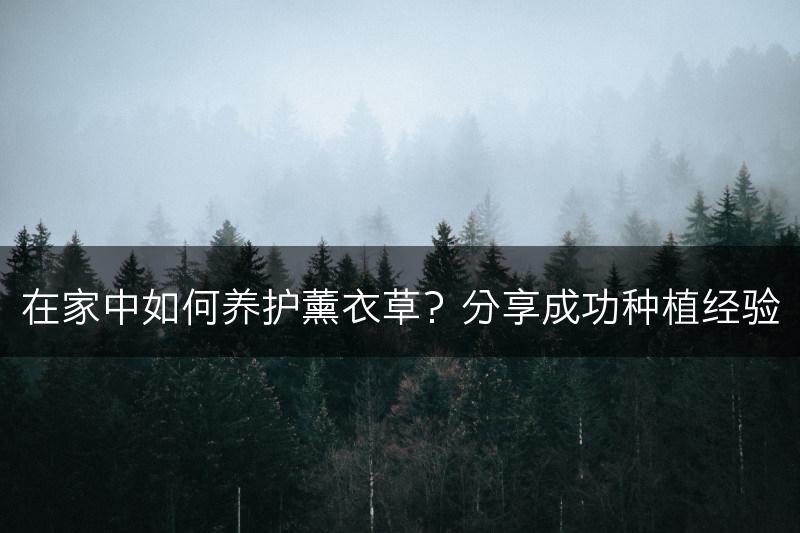 在家中如何养护薰衣草？分享成功种植经验(图1)