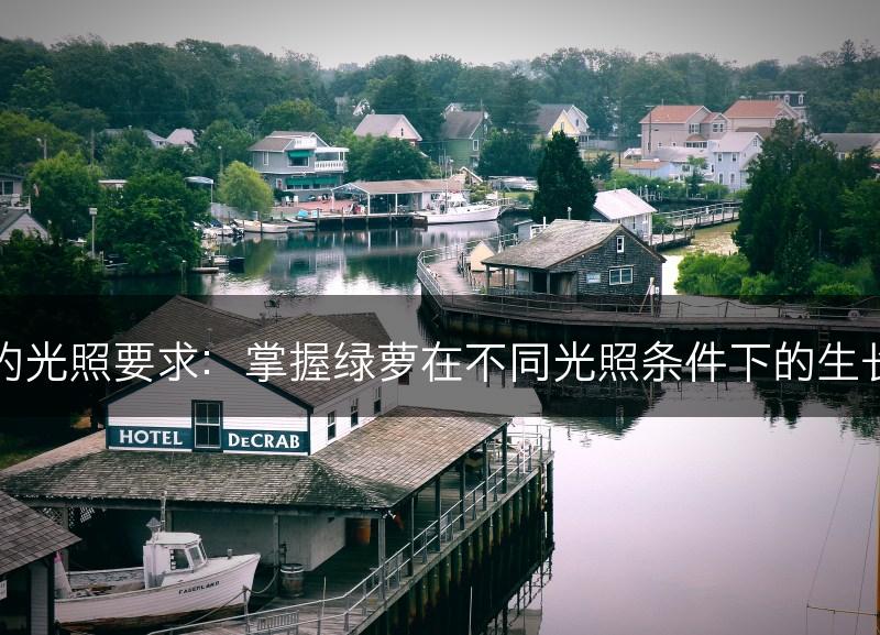 绿萝的光照要求：掌握绿萝在不同光照条件下的生长要求(图1)