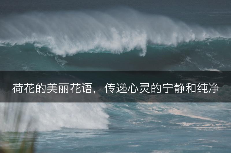 荷花的美丽花语，传递心灵的宁静和纯净(图1)