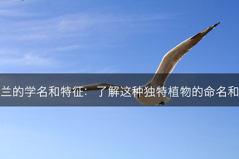 君子兰的学名和特征：了解这种独特植物的命名和外貌(图1)