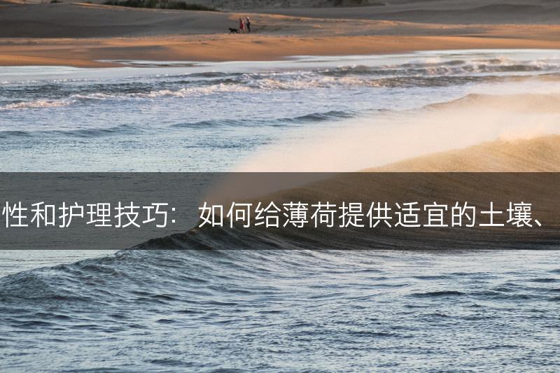 薄荷的脆弱性和护理技巧：如何给薄荷提供适宜的土壤、光照和水分(图1)