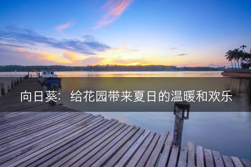 向日葵：给花园带来夏日的温暖和欢乐(图1)