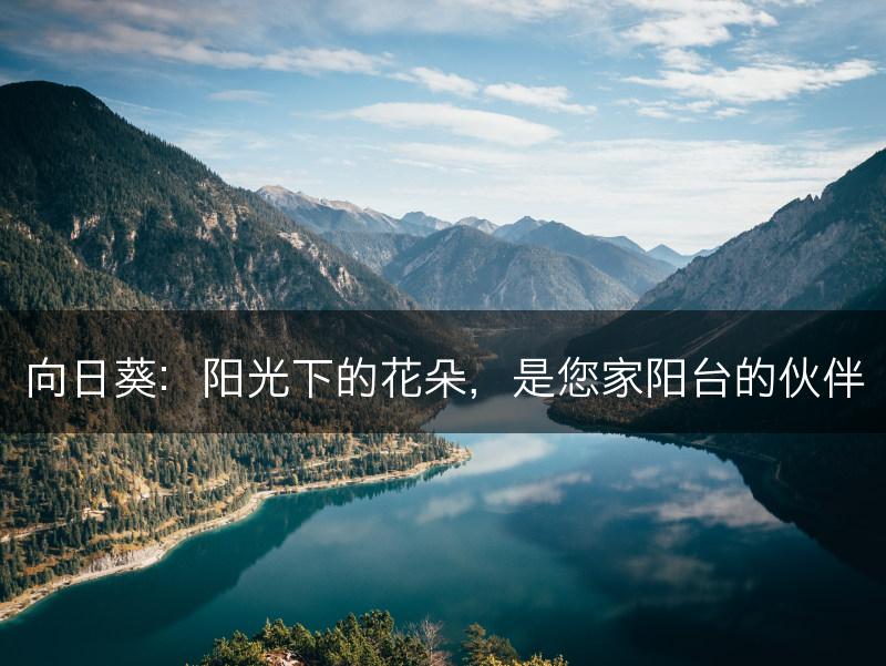 向日葵：阳光下的花朵，是您家阳台的伙伴(图1)