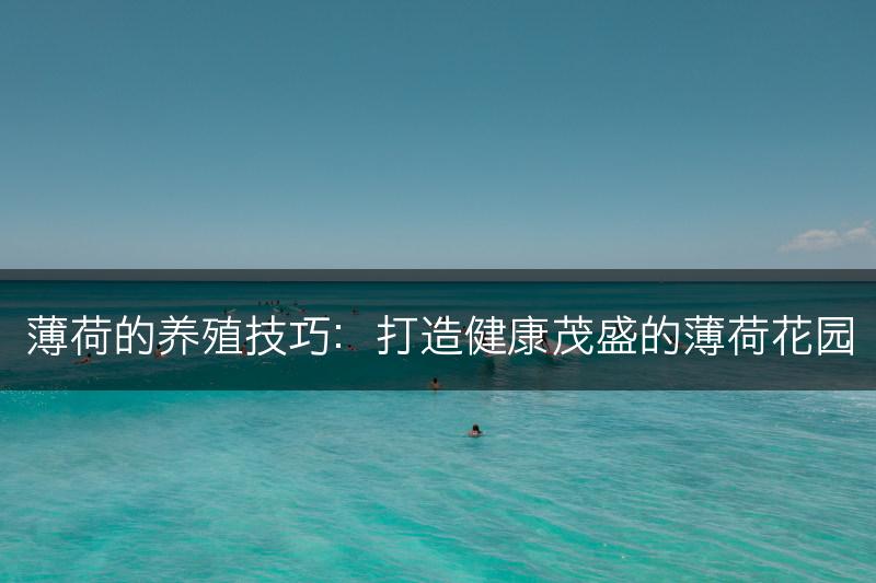 薄荷的养殖技巧:打造健康茂盛的薄荷花园(图1) 薄荷的养殖技巧:打造健康茂盛的薄荷花园(图1)