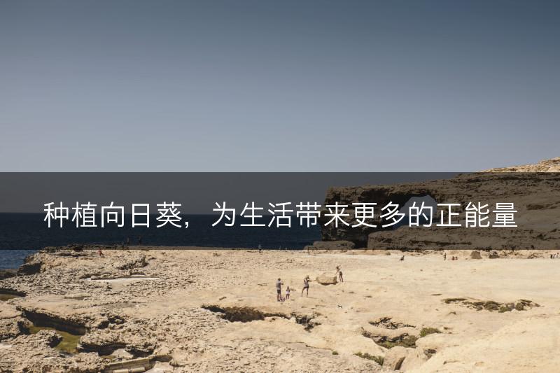 种植向日葵，为生活带来更多的正能量(图1)