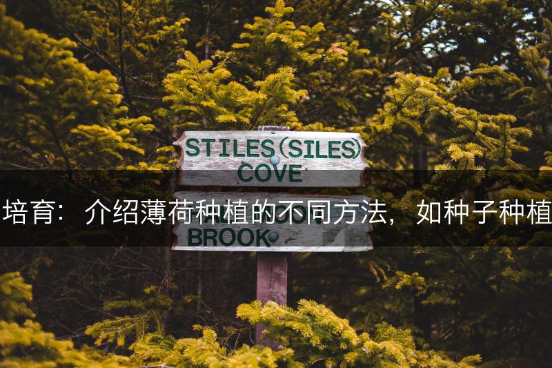 薄荷的多样培育：介绍薄荷种植的不同方法，如种子种植和插条繁殖(图1)