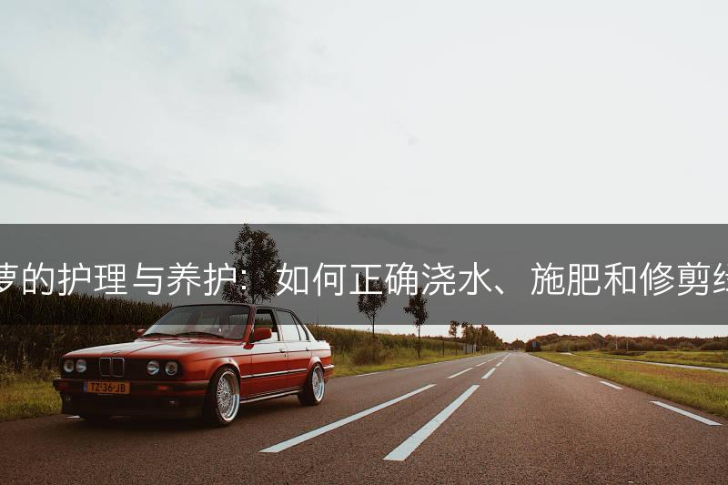 绿萝的护理与养护：如何正确浇水、施肥和修剪绿萝(图1)