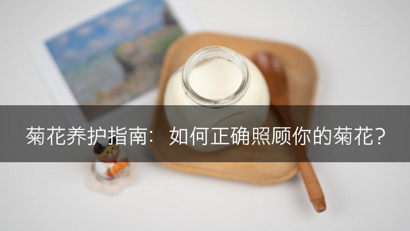 菊花养护指南：如何正确照顾你的菊花？(图1)