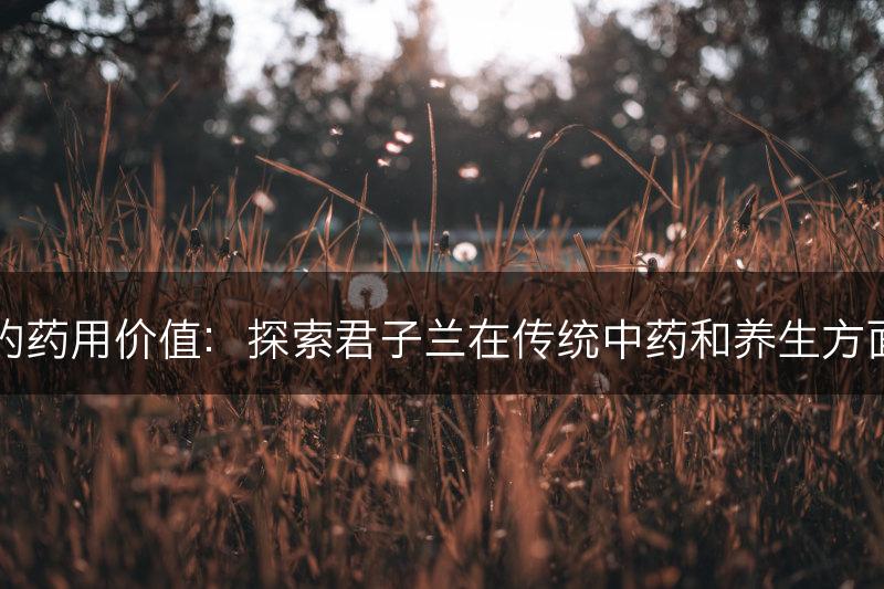 君子兰的药用价值：探索君子兰在传统中药和养生方面的应用(图1)