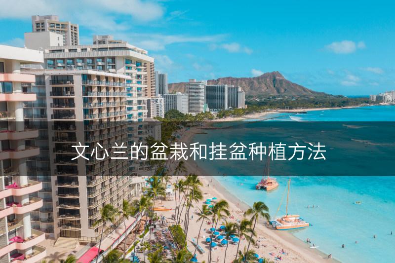 文心兰的盆栽和挂盆种植方法(图1)
