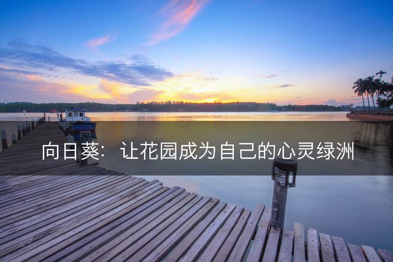 向日葵：让花园成为自己的心灵绿洲(图1)