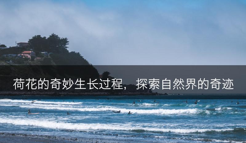 荷花的奇妙生长过程，探索自然界的奇迹(图1)