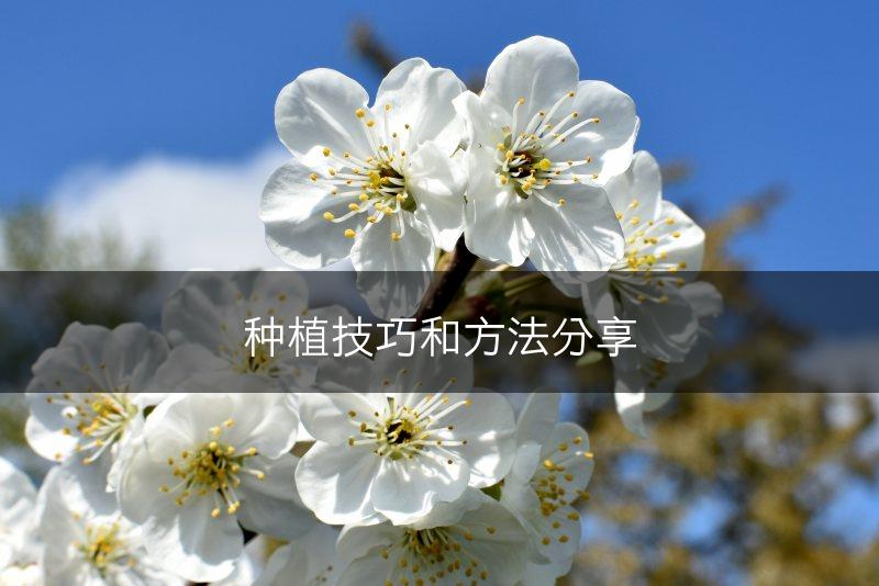 种植技巧和方法分享(图1)