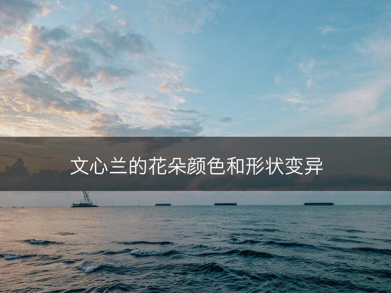 文心兰的花朵颜色和形状变异(图1)
