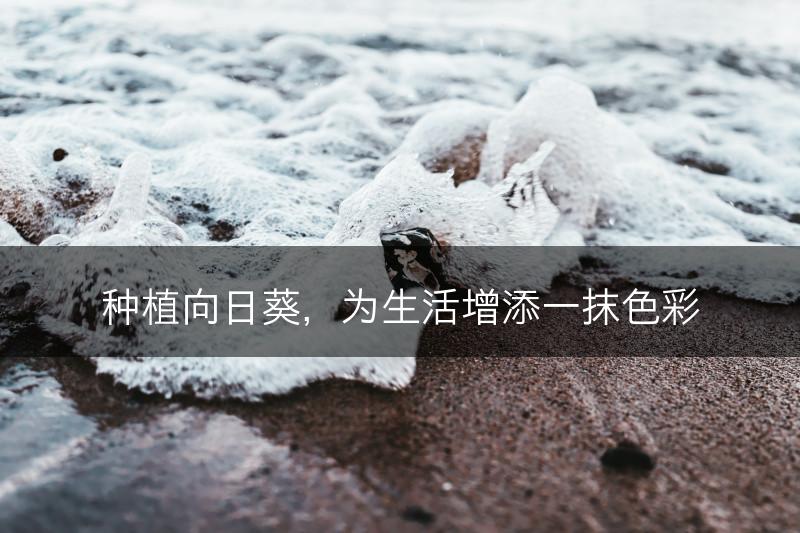 种植向日葵，为生活增添一抹色彩(图1)