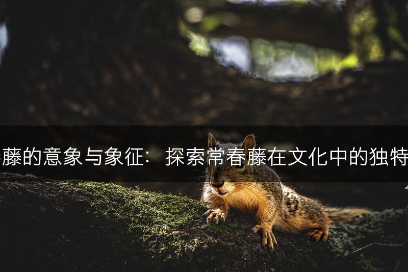 常春藤的意象与象征：探索常春藤在文化中的独特含义(图1)