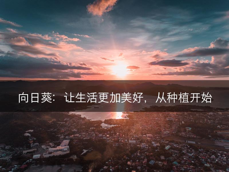 向日葵：让生活更加美好，从种植开始(图1)