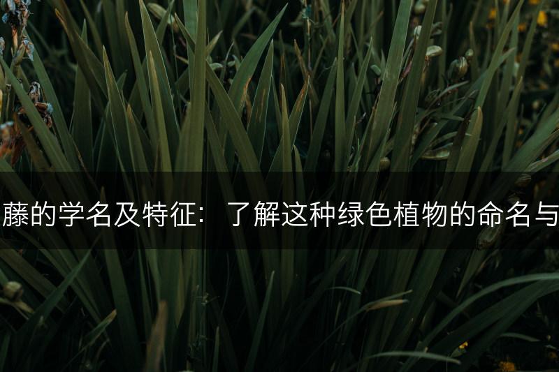 常春藤的学名及特征：了解这种绿色植物的命名与外貌(图1)