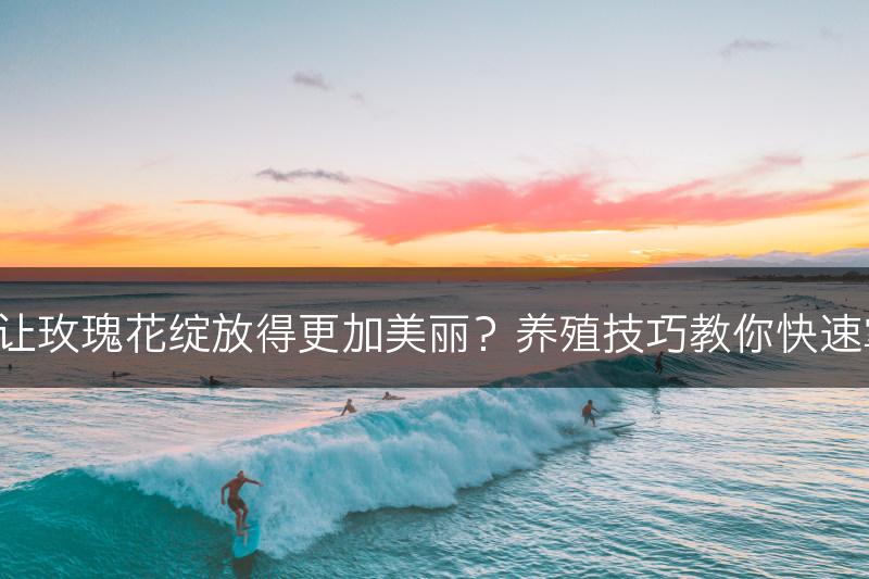 如何让玫瑰花绽放得更加美丽？养殖技巧教你快速掌握！(图1)