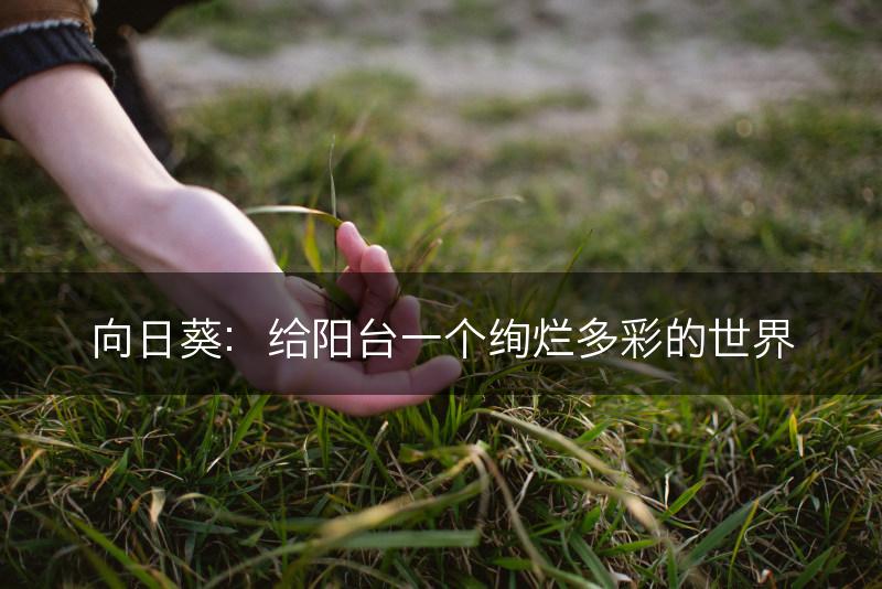 向日葵：给阳台一个绚烂多彩的世界(图1)