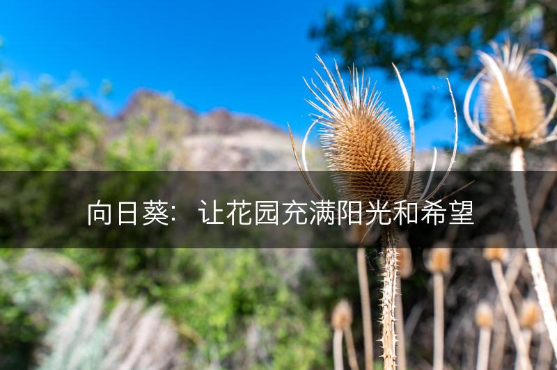 向日葵：让花园充满阳光和希望(图1)