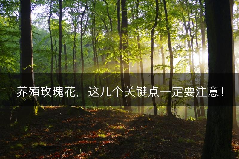 养殖玫瑰花，这几个关键点一定要注意！(图1)