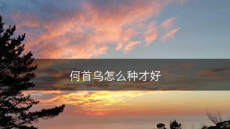 何首乌怎么种才好(图1)