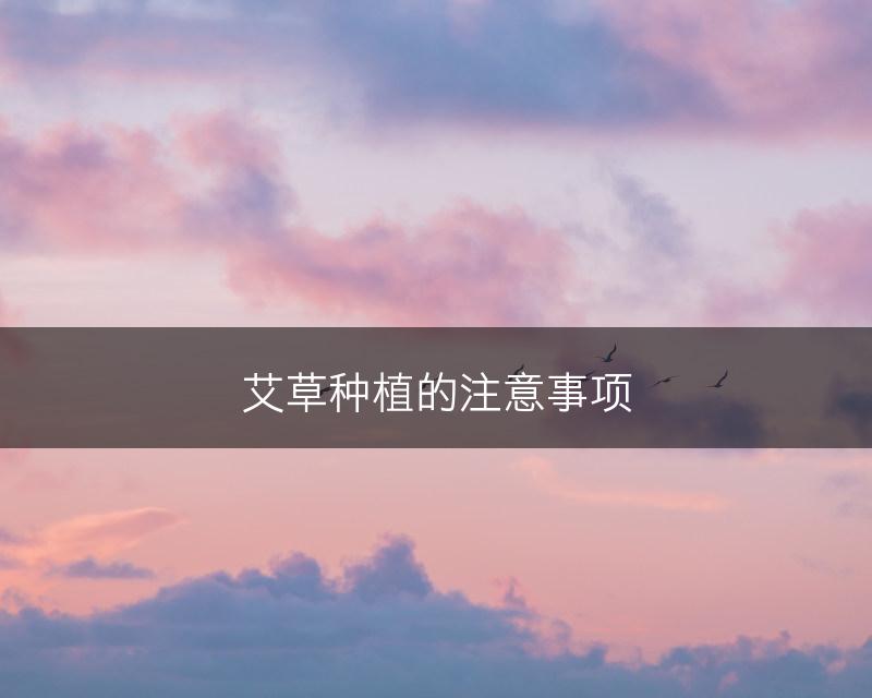 艾草种植的注意事项(图1)