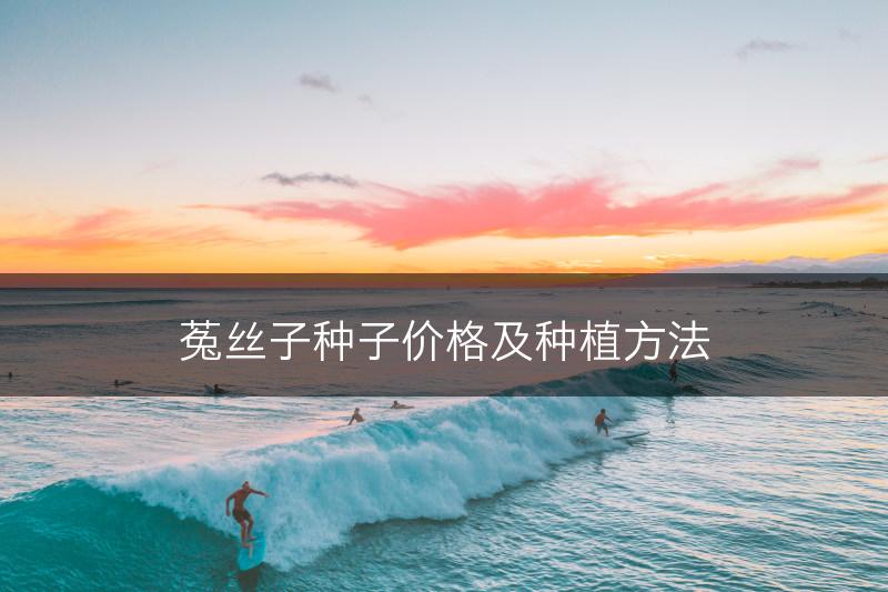 菟丝子种子价格及种植方法(图1)