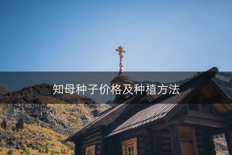 知母种子价格及种植方法(图1)