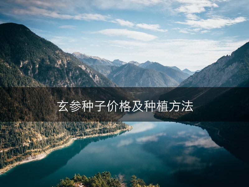 玄参种子价格及种植方法(图1) 玄参种子价格及种植方法(图1)