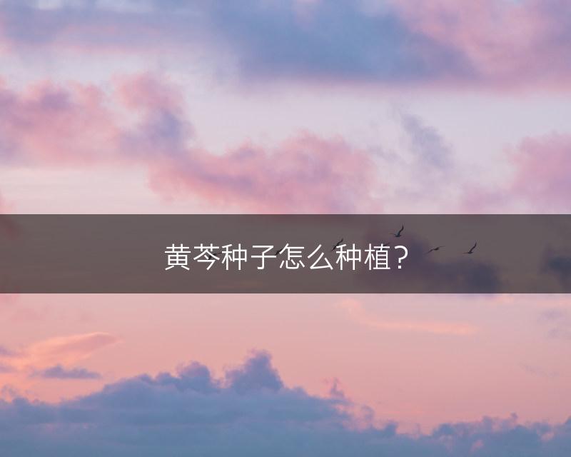 黄芩种子怎么种植？(图1)
