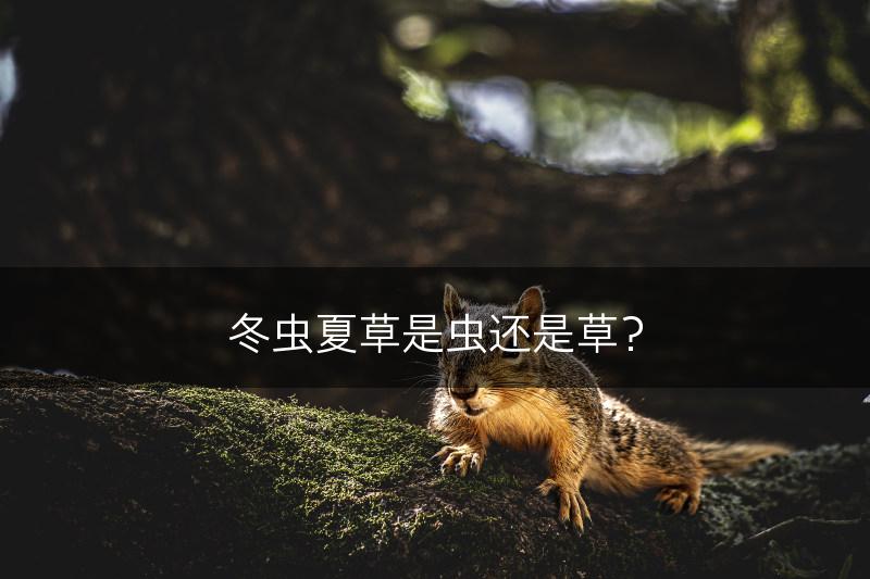 冬虫夏草是虫还是草？(图1)