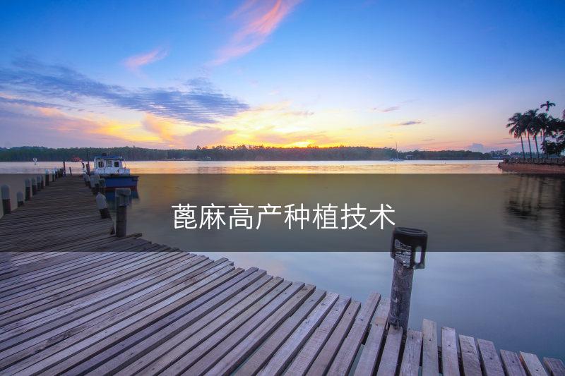 蓖麻高产种植技术(图1) 蓖麻高产种植技术(图1)