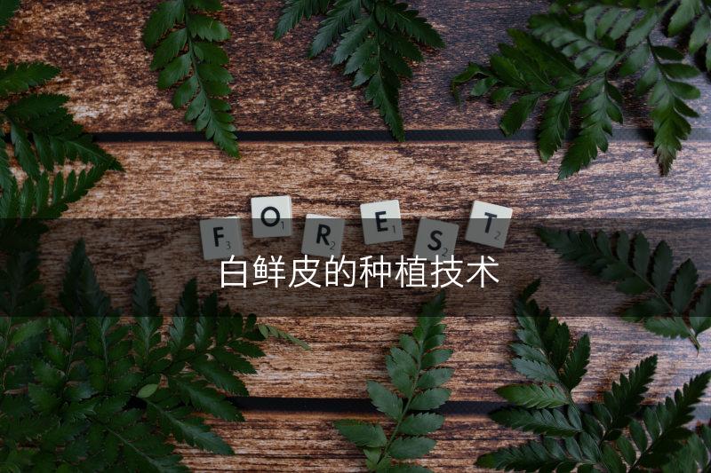 白鲜皮的种植技术(图1) 白鲜皮的种植技术(图1)