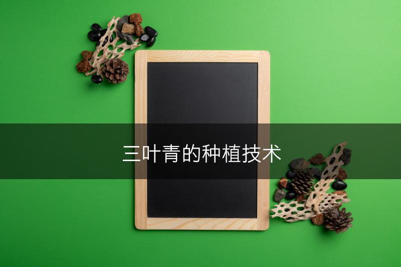 三叶青的种植技术(图1) 三叶青的种植技术(图1)