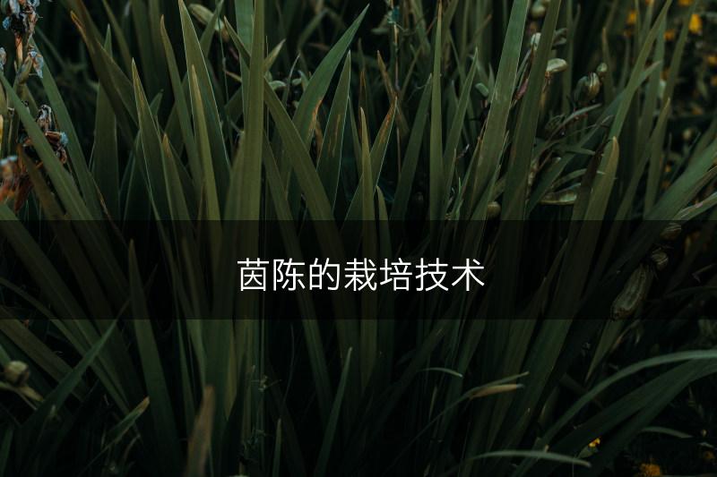 茵陈的栽培技术(图1) 茵陈的栽培技术(图1)