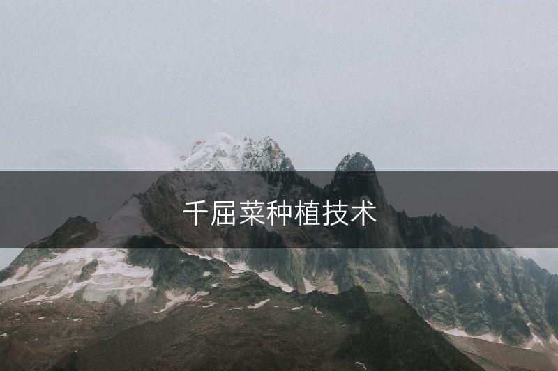 千屈菜种植技术(图1)