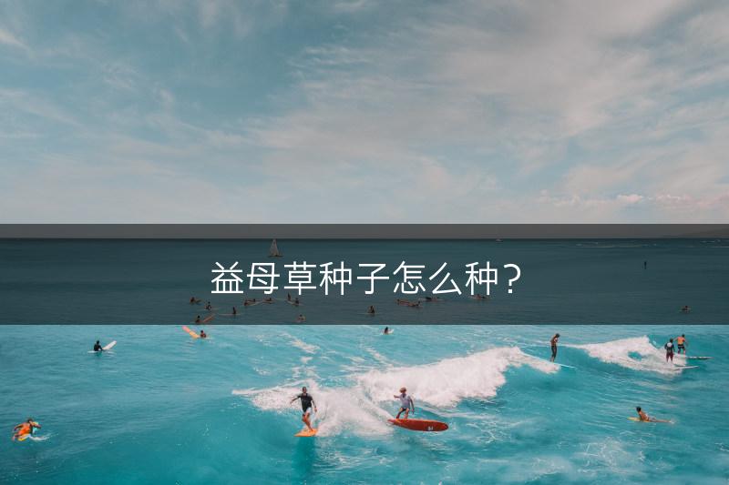 益母草种子怎么种？(图1)