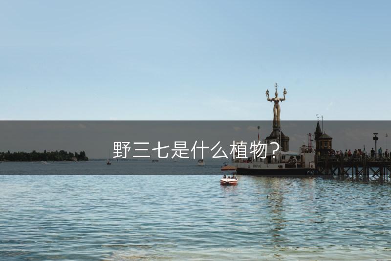 野三七是什么植物？(图1)