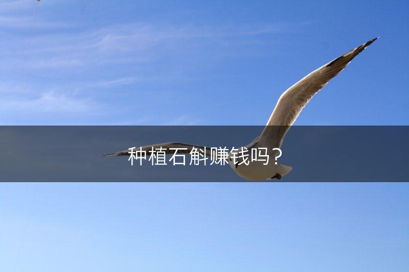 种植石斛赚钱吗？(图1)