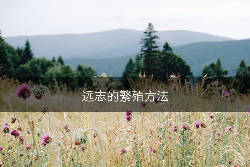 远志的繁殖方法(图1)