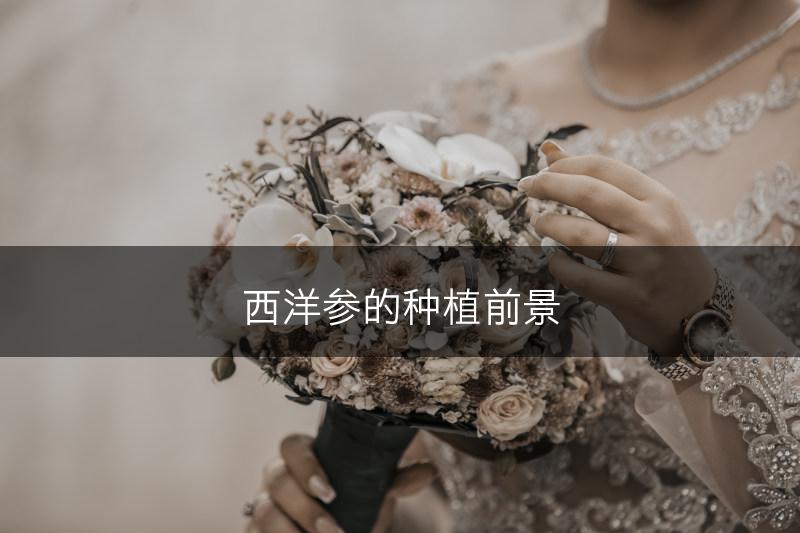 西洋参的种植前景(图1)