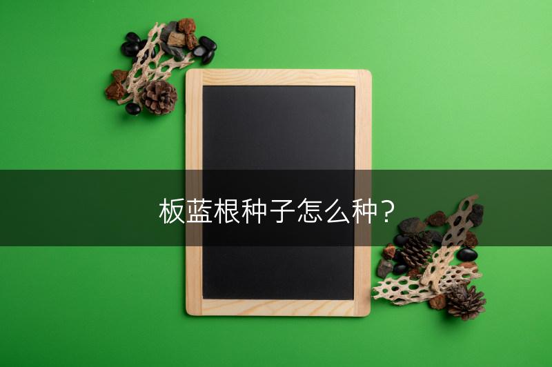 板蓝根种子怎么种？(图1)