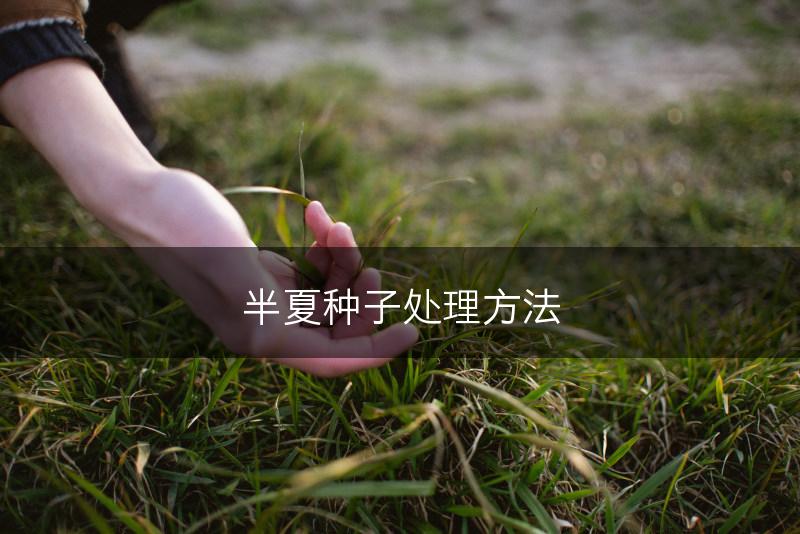 半夏种子处理方法(图1)