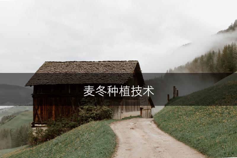 麦冬种植技术(图1)