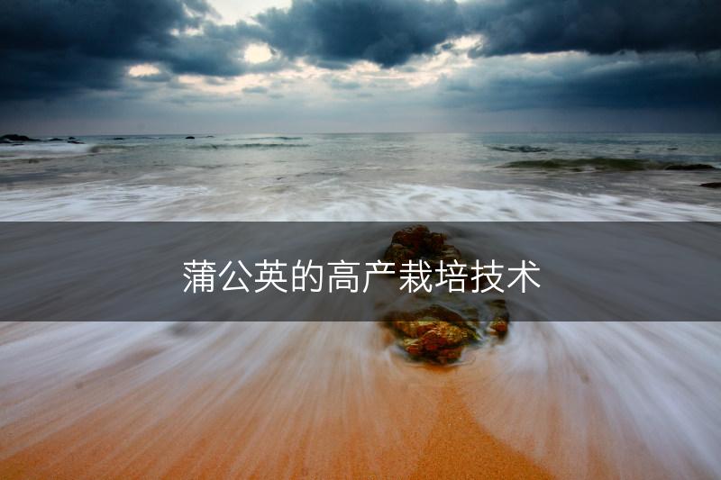 蒲公英的高产栽培技术(图1)