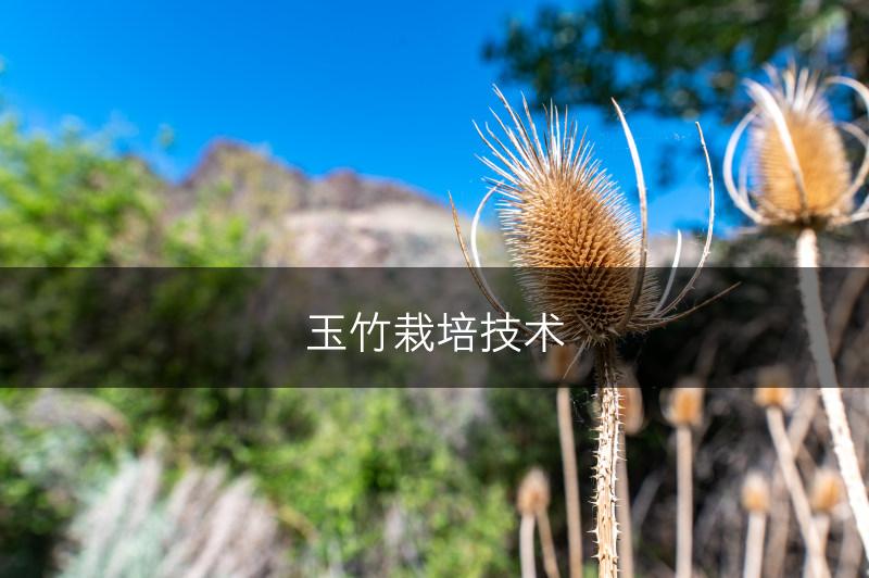 玉竹栽培技术(图1)